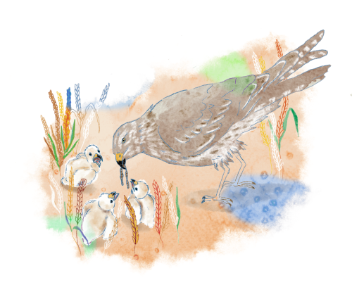 Ilustración para Cuento Lucho y la lucha por el cole rural